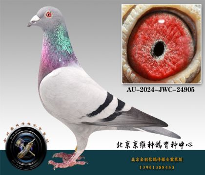 251-AU-2024-JWC-24905