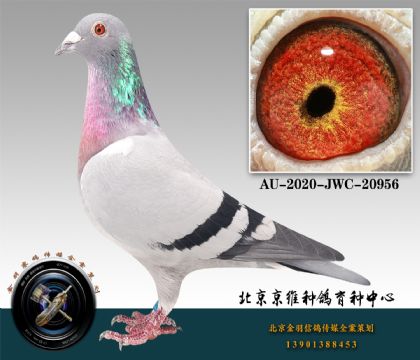 253-AU-2020-JWC-20956