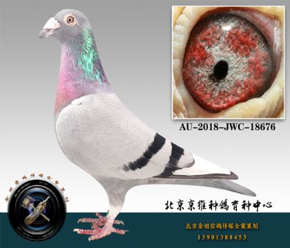 254-AU-2018-JWC-18676