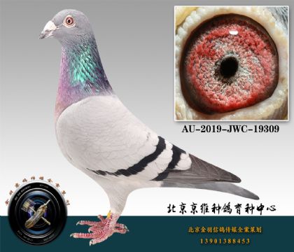 259-AU-2019-JWC-19309