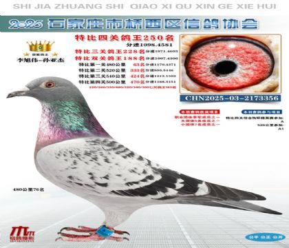 特比四關鴿王250名