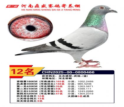 河南鼎盛四關(guān)綜合鴿王第12名