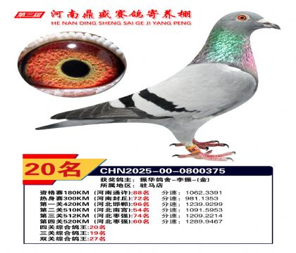 河南鼎盛四關(guān)綜合鴿王第20名
