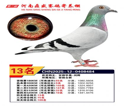 河南鼎盛四關(guān)綜合鴿王第13名