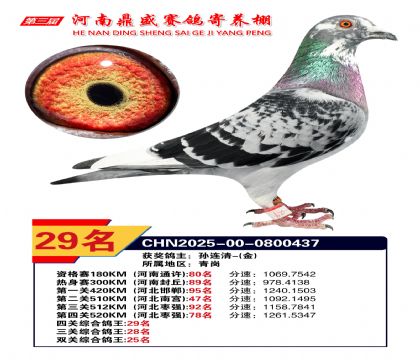 河南鼎盛四關(guān)綜合鴿王第29名