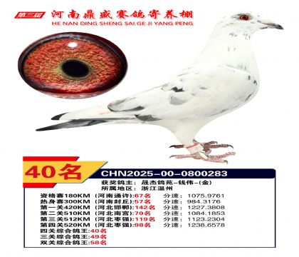 河南鼎盛四關(guān)綜合鴿王第40名