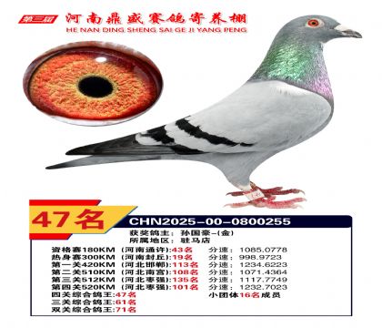 河南鼎盛四關(guān)綜合鴿王第47名