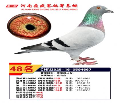 河南鼎盛四關(guān)綜合鴿王第48名