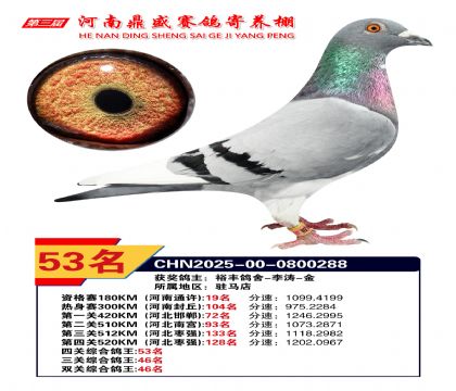河南鼎盛四關(guān)綜合鴿王第53名