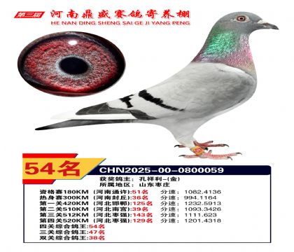 河南鼎盛四關(guān)綜合鴿王第54名