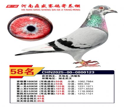 河南鼎盛四關(guān)綜合鴿王第58名