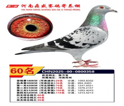 河南鼎盛四關(guān)綜合鴿王第60名
