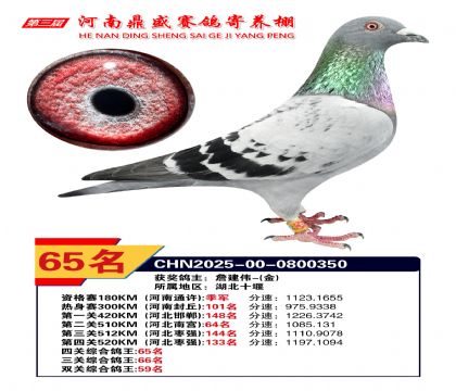 河南鼎盛四關(guān)綜合鴿王第65名