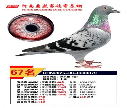 河南鼎盛四關(guān)綜合鴿王第67名