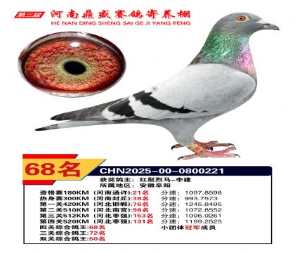 河南鼎盛四關(guān)綜合鴿王第68名