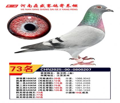 河南鼎盛四關(guān)綜合鴿王第73名