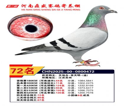 河南鼎盛四關(guān)綜合鴿王第72名