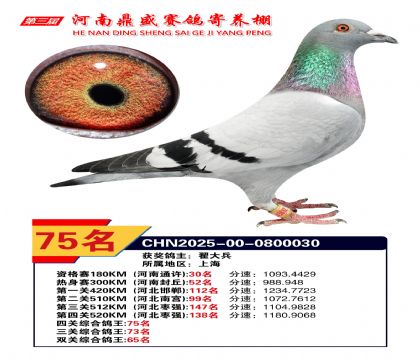 河南鼎盛四關(guān)綜合鴿王第75名