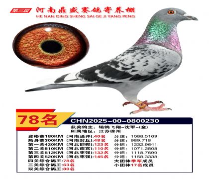 河南鼎盛四關(guān)綜合鴿王第78名