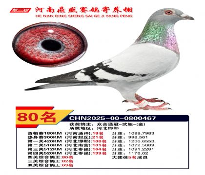 河南鼎盛四關(guān)綜合鴿王第80名