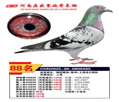 河南鼎盛四關(guān)綜合鴿王第88名