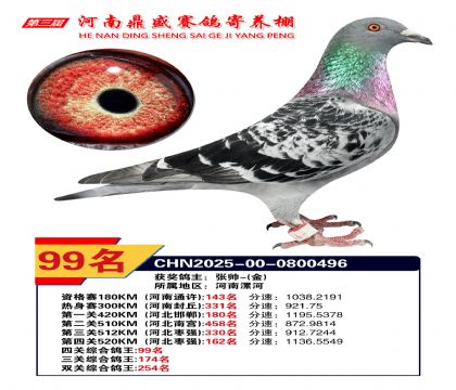 河南鼎盛四關(guān)綜合鴿王第99名
