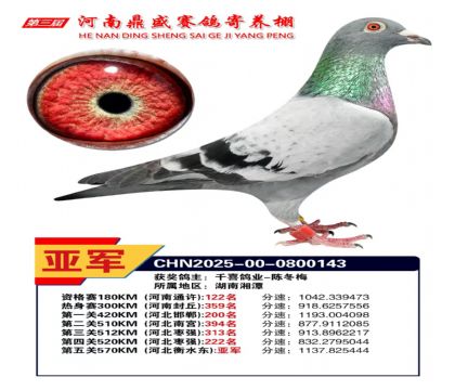 河南鼎盛五關(guān)綜合鴿王加站賽亞軍