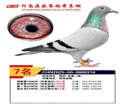 河南鼎盛五關(guān)綜合鴿王加站賽第7名