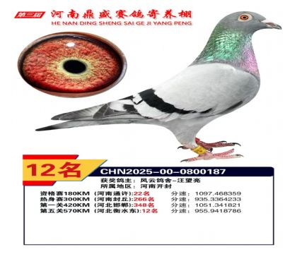 河南鼎盛五關(guān)綜合鴿王加站賽第12名