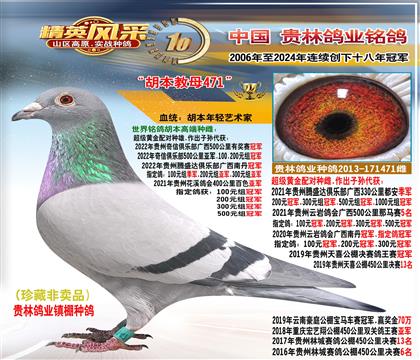 母:黃金配對雌.子代冠軍數(shù)十羽