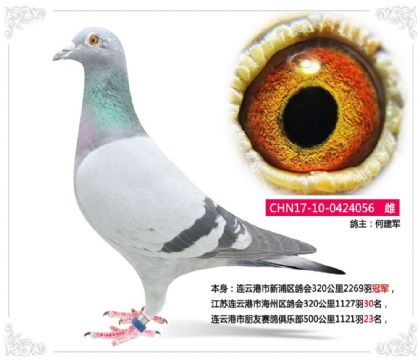 連云港市新浦區(qū)鴿會(huì)320公里2269羽冠軍 雌