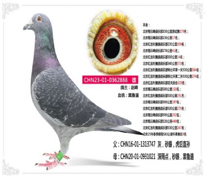 北京25年春季聯(lián)翔583公里懷柔賽區(qū)9名 雄