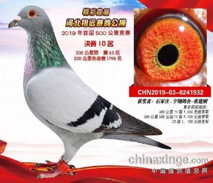 河北翔遠(yuǎn)賽鴿公棚500公里決賽10名 雄