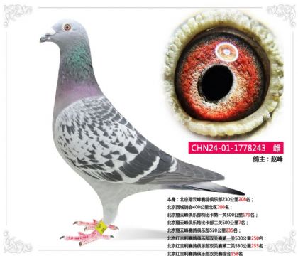 北京翔云峰俱樂特比卡部二關(guān)500公里7名 雌