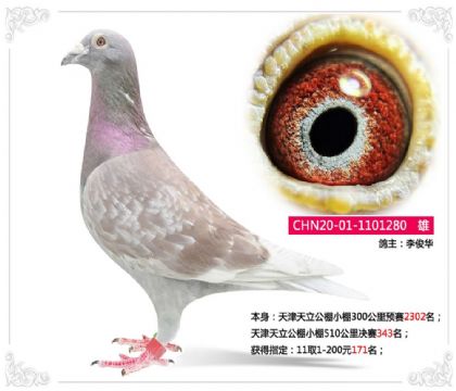 天津天立公棚小棚510公里決賽343名 雄