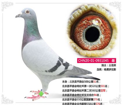 北京昌平鴿會(huì)特比環(huán)第二關(guān)560公里亞軍 雌