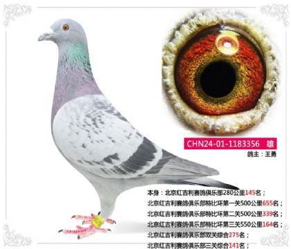 北京紅吉利賽鴿俱樂部三關(guān)綜合141名 雄