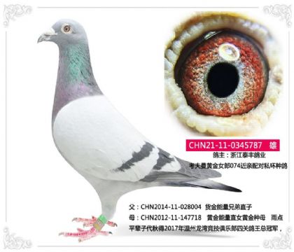 浙江泰豐鴿業(yè) 考夫曼黃金女郎074近親配對私環(huán)種鴿
