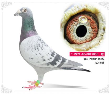 中國夢-吳本儀 私環(huán)種鴿806 雄
