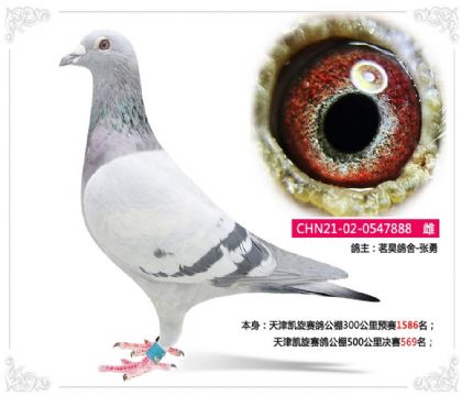 天津凱旋賽鴿公棚500公里決賽569名 雌