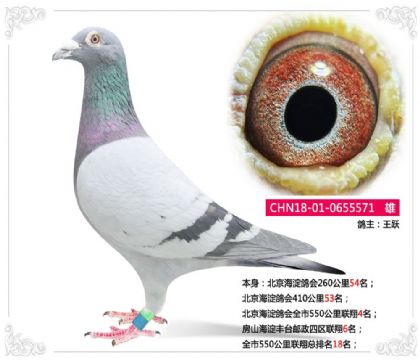 北京海淀鴿會(huì)全市550公里聯(lián)翔4名 雄