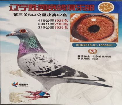 北京愛亞卡普 -遼寧勝凱賽鴿俱樂部543公里決賽67名