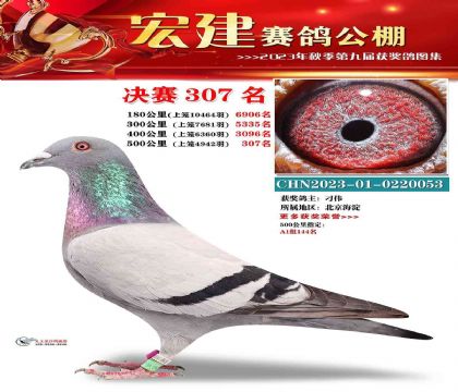 河北宏建賽鴿公棚500公里決賽307名 雌