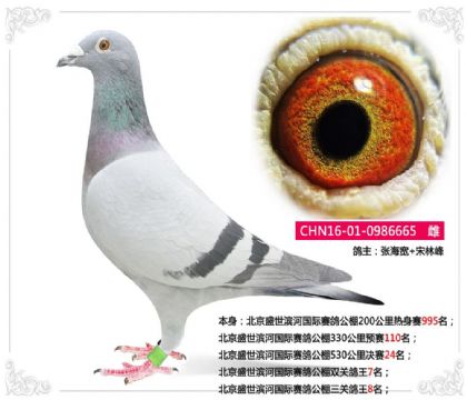北京盛世濱河國際賽鴿公棚三關(guān)鴿王8名 雌