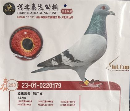 河北泰達(dá)賽鴿公棚506公里決賽293名 雄