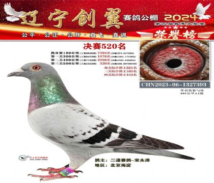 遼寧創(chuàng)翼賽鴿公棚春棚500公里決賽520名 雌