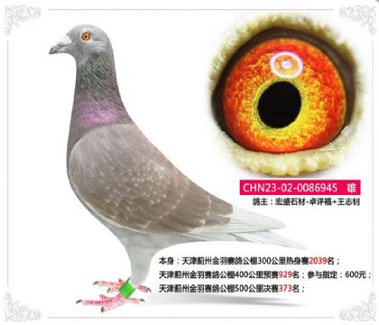 天津薊州金羽賽鴿公棚500公里決賽373名 雄