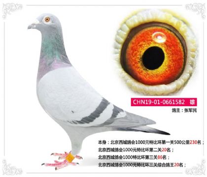 北京西城鴿會(huì)1000元特比環(huán)三關(guān)綜合鴿王20名 雄