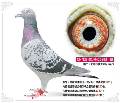 內(nèi)蒙恒通賽鴿公棚502公里決賽787名 雌
