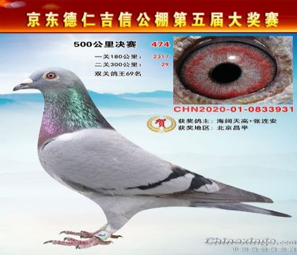 京東德仁吉信公棚雙關(guān)鴿王69名 雌